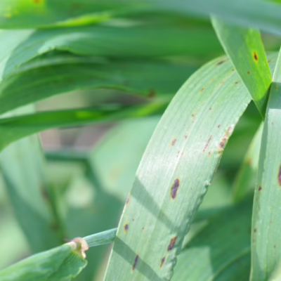 Spot Form Net Blotch in Barley