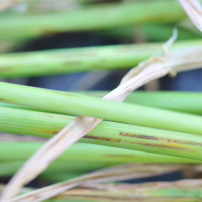 Spot Form Net Blotch in Barley
