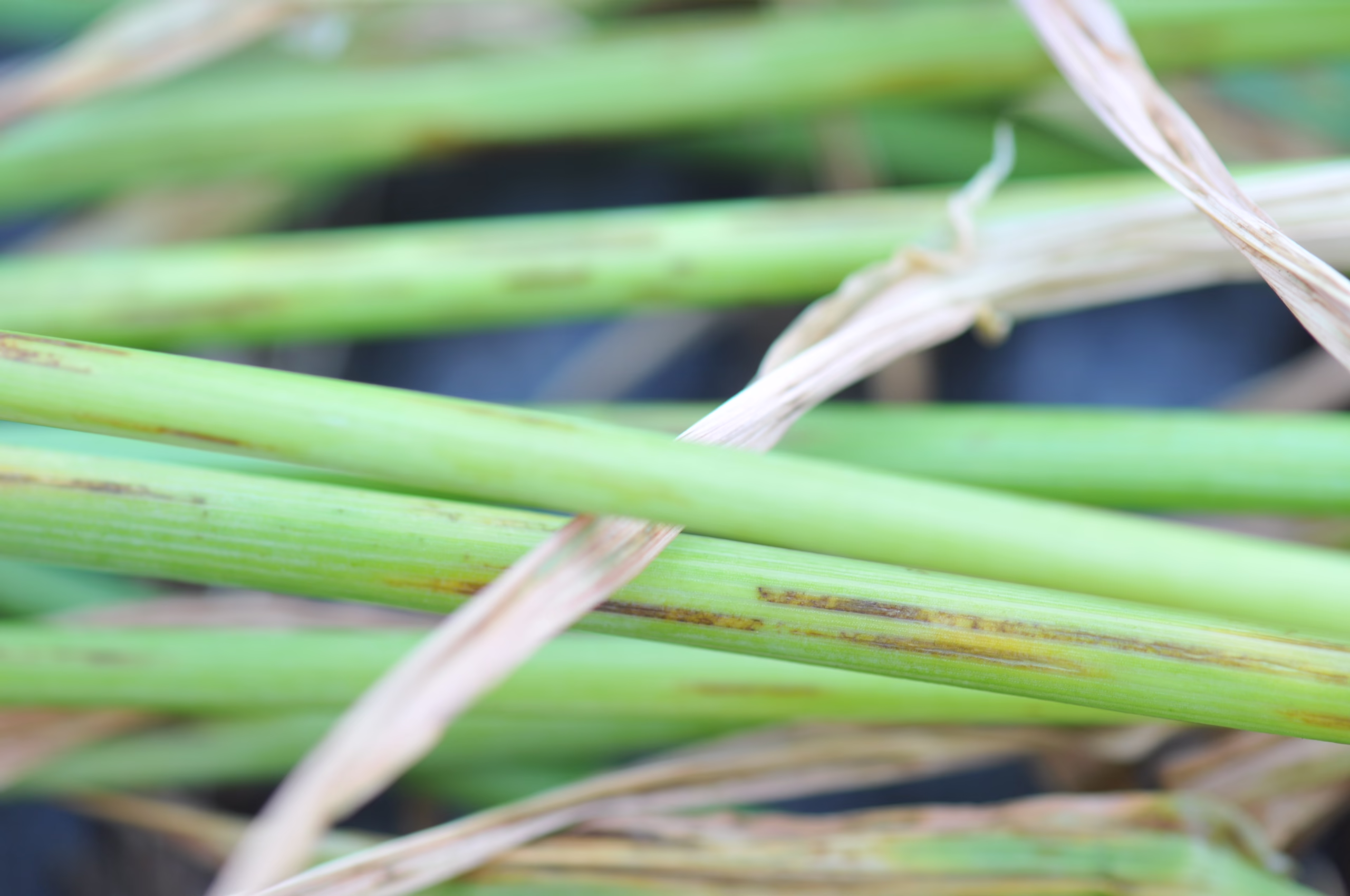 Spot Form Net Blotch in Barley