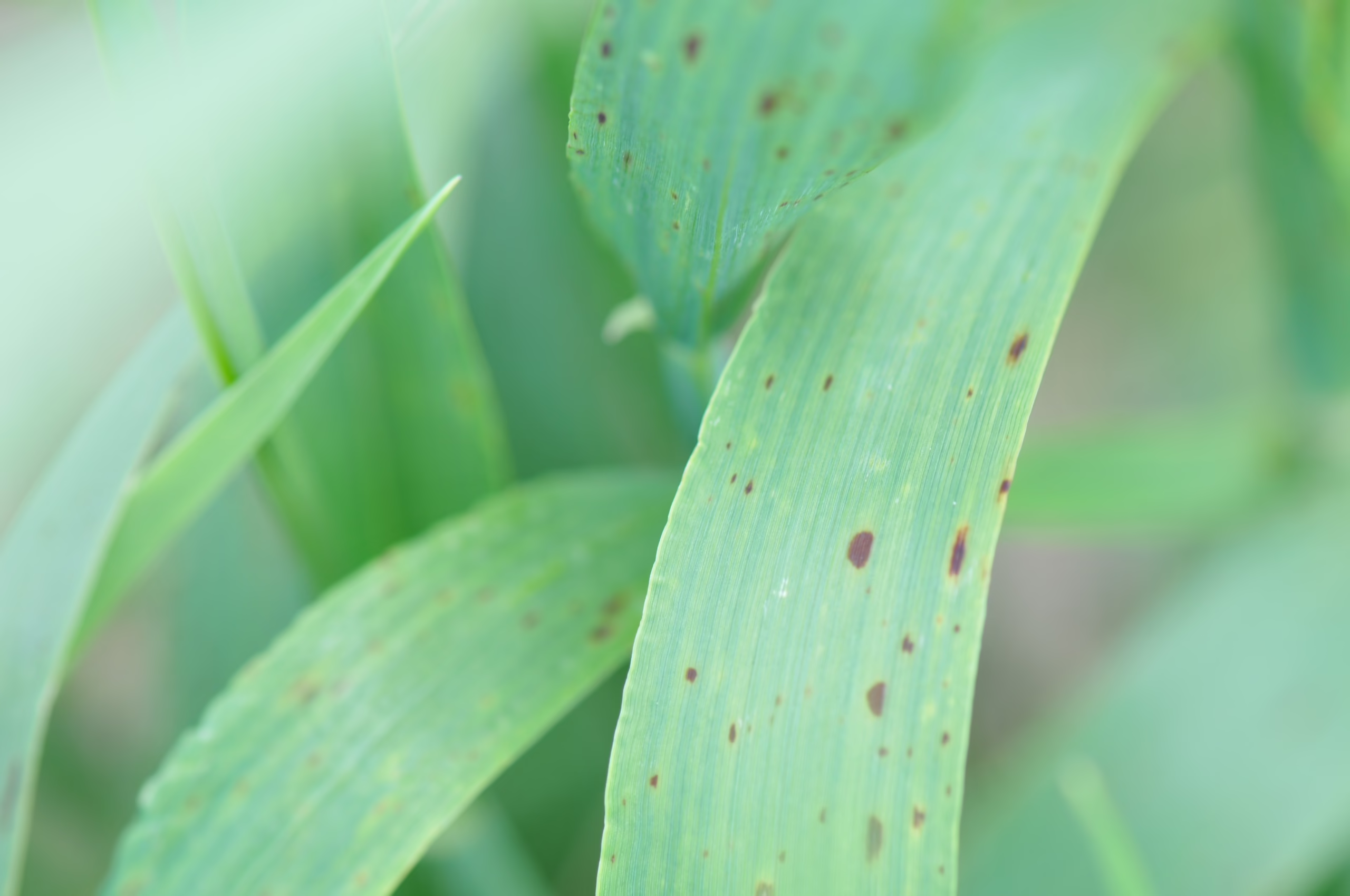 Spot Form Net Blotch in Barley