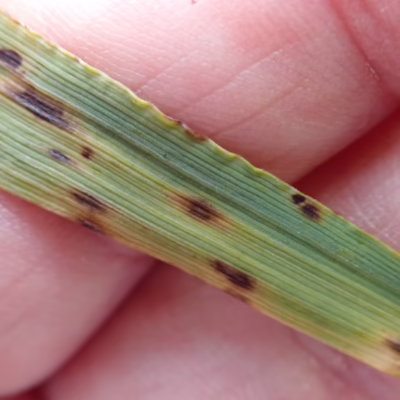 Spot Form Net Blotch in Barley