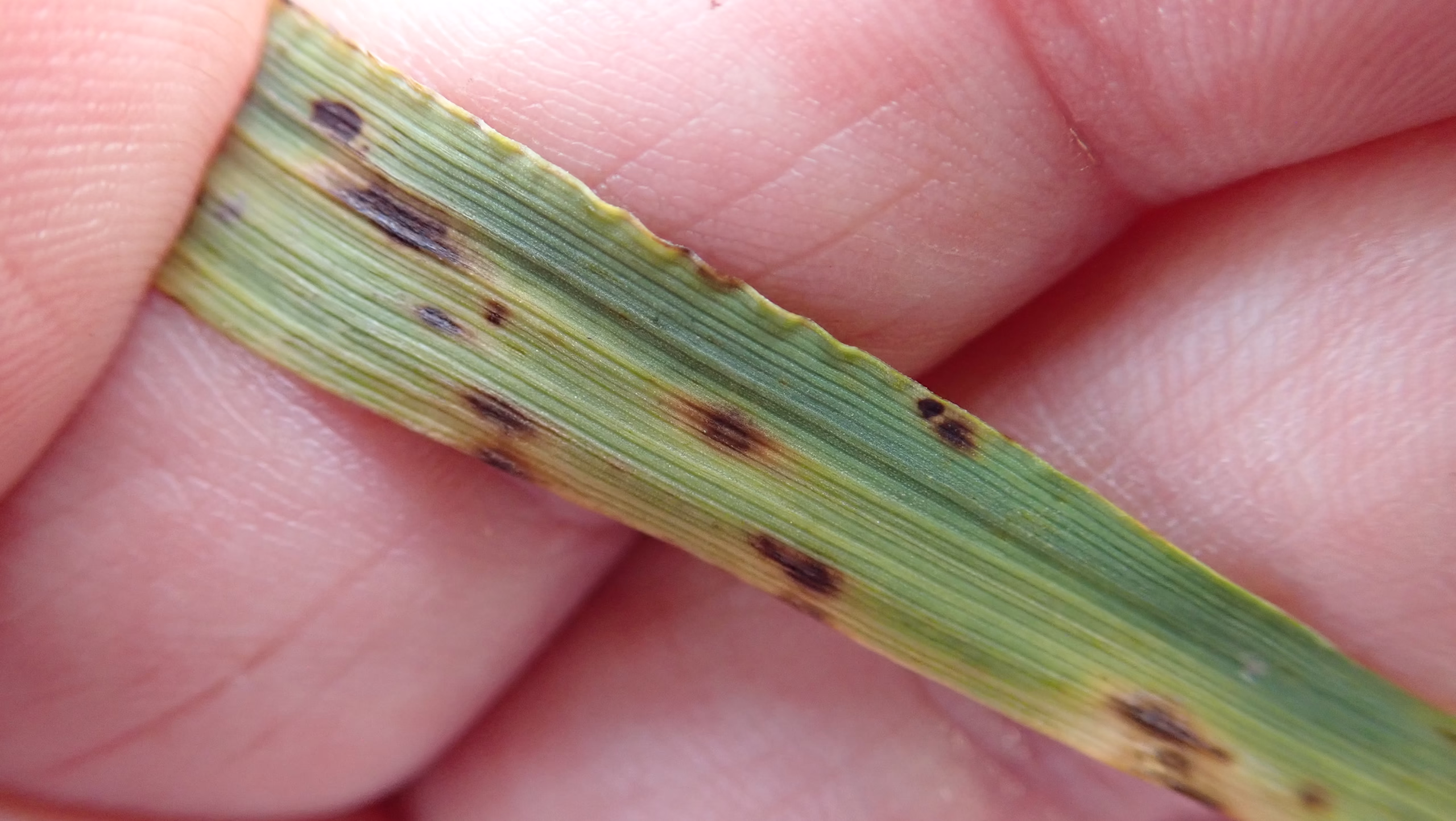 Spot Form Net Blotch in Barley