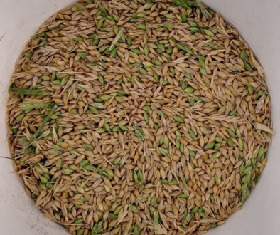 Green kernels in sample barley grain sample in a bucket with green kernels visible