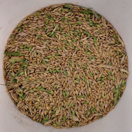 barley grain sample in a bucket with green kernels visible