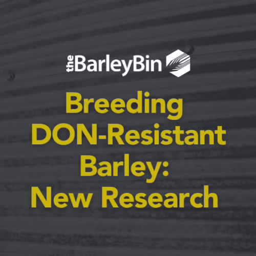 Breeding DON-Resistant Barley: New Research