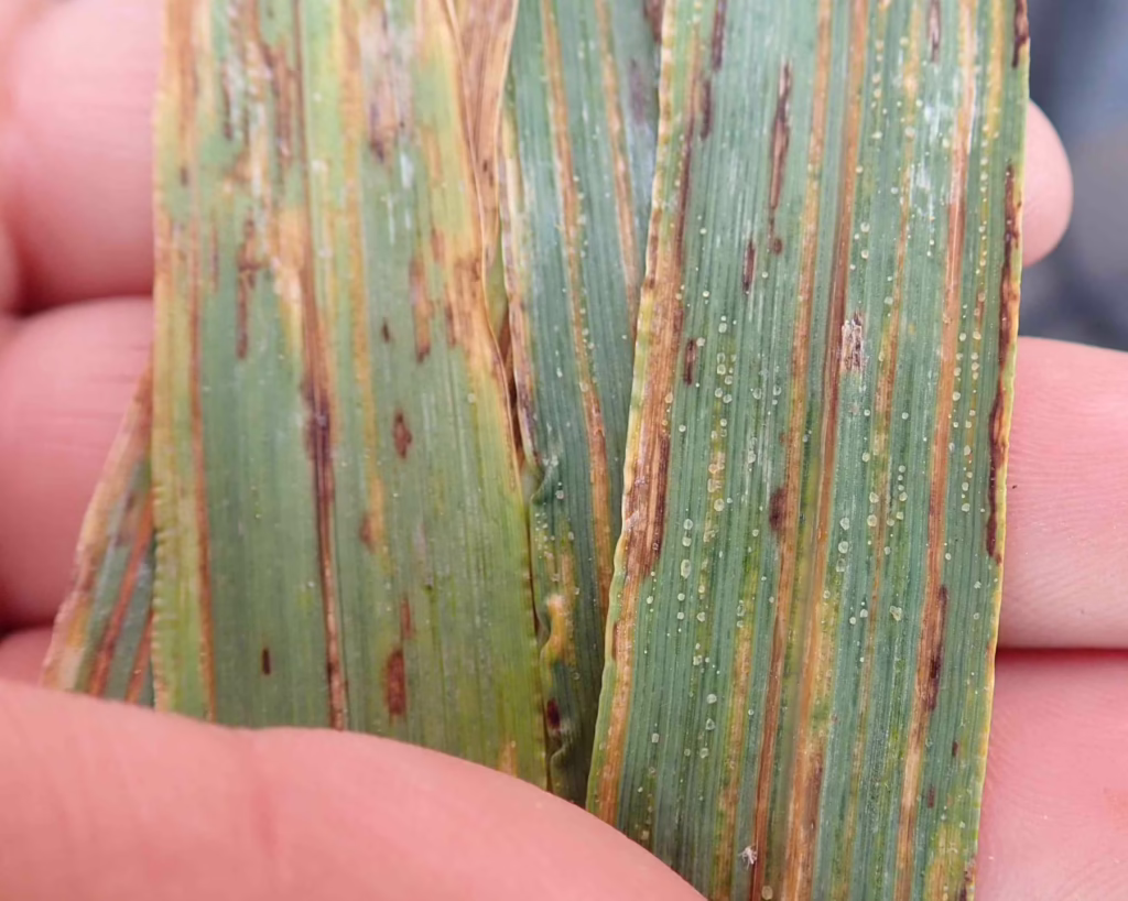bacterial leaf streak in barley